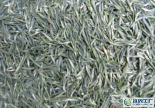 古丈銀針 會(huì)跳舞的綠茶瑰寶，探索世界工廠網(wǎng)｜茶葉｜食品｜飲料信息庫(kù)的匠心之作